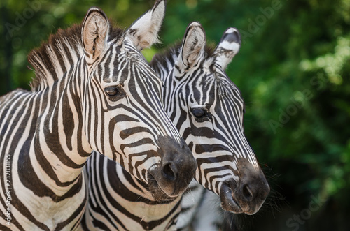 portrait of zebras