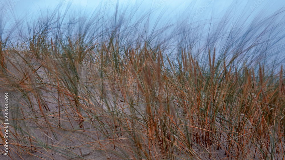 Fototapeta premium dry grass bents in sand on the beach