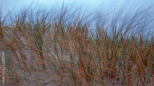 dry grass bents in sand on the beach