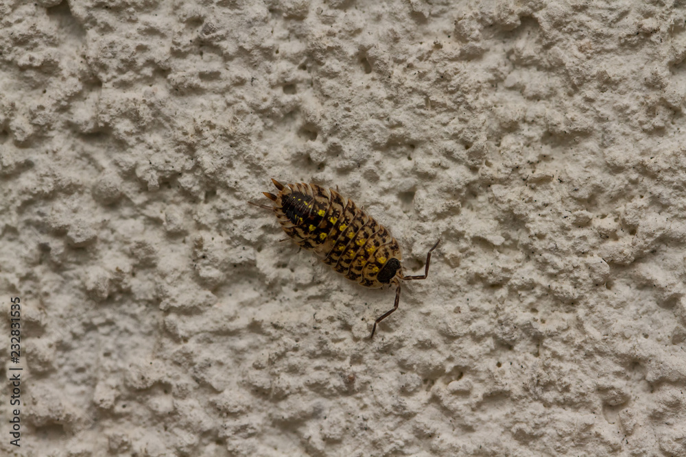 Insekten Insekten