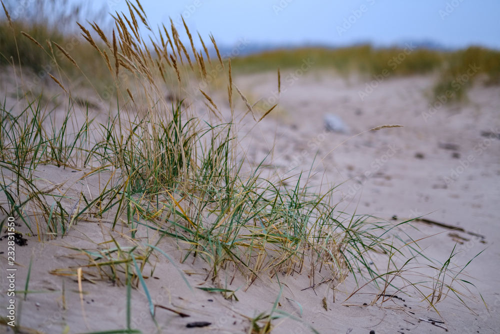 dry grass bents in sand on the beach dry grass bents in sand on the beach
