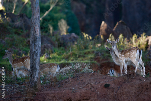 Bambi family 