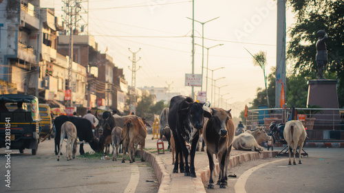 Cows in the streets of India photo