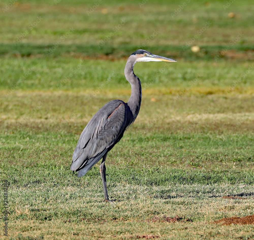 Fototapeta premium Great Blue Heron