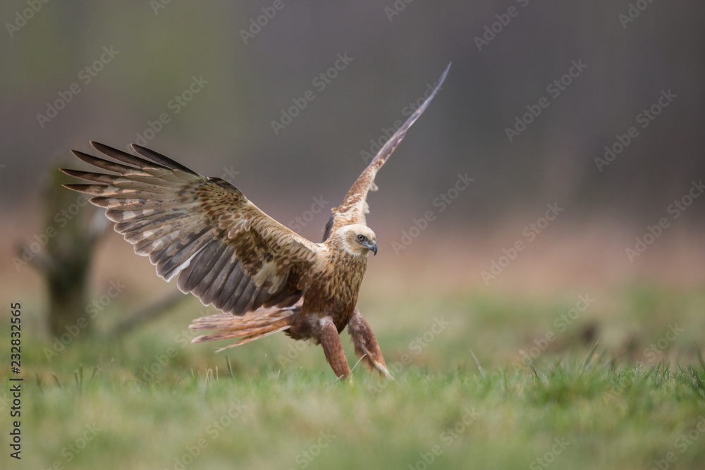 Fototapeta premium Birds of prey - Marsh Harrier (Circus aeruginosus), landing,
