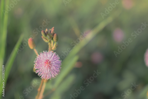 beautiful  pink wildflower and grass background