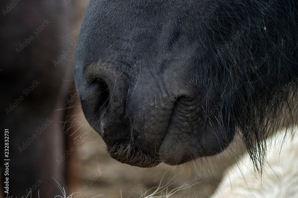 Horse snout Horse snout