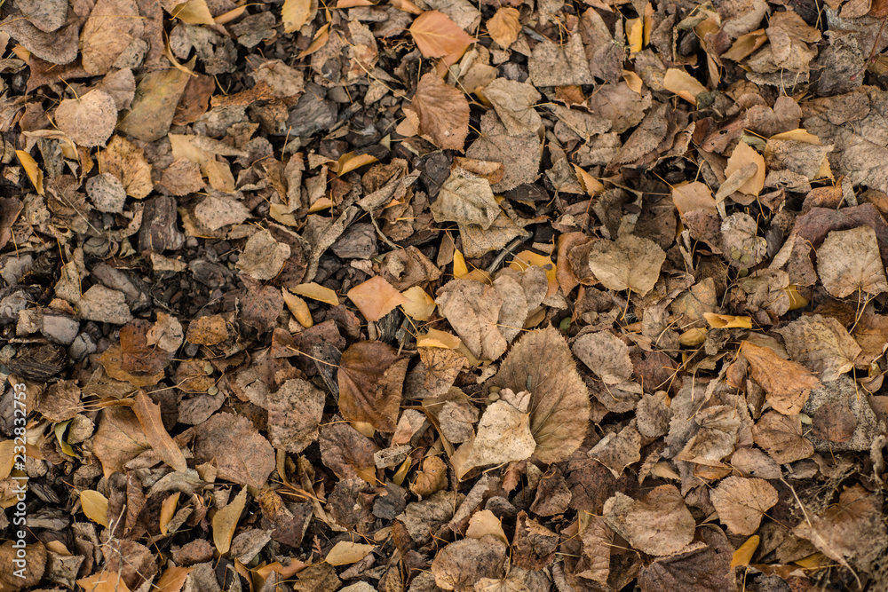 Colorful backround image of fallen autumn leaves perfect for seasonal use Colorful backround image of fallen autumn leaves perfect for seasonal use