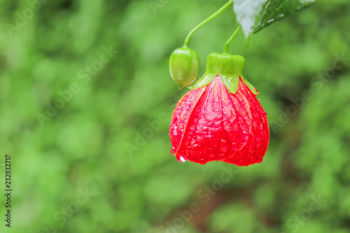 fresh red flower closeup and green background