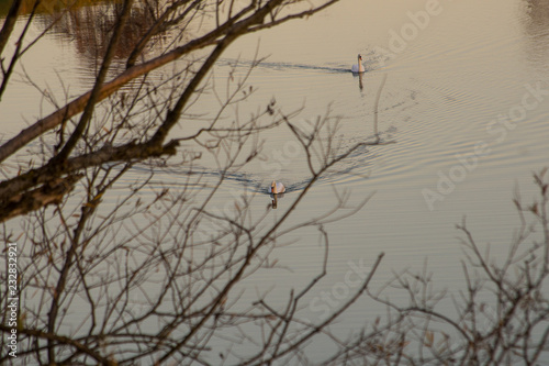 Two swans swimminh near the river shore.Two swans swimming under tree branches at sunset in autumn