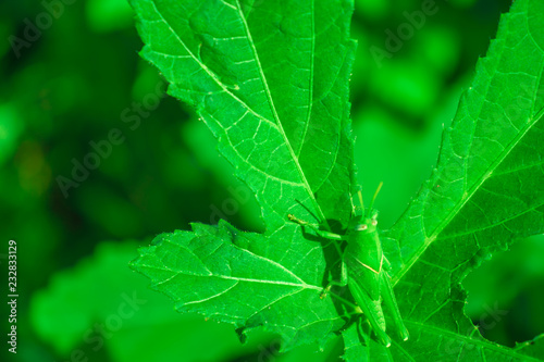 grasshopper closeup on green leaf