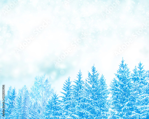 Blurred background. winter forest with snow covered trees.