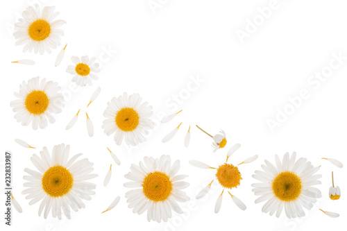 chamomile or daisies isolated on white background with copy space for your text. Top view. Flat lay