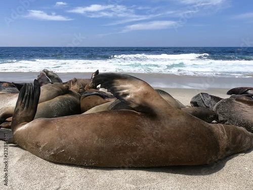 Obraz foki i lwy morskie