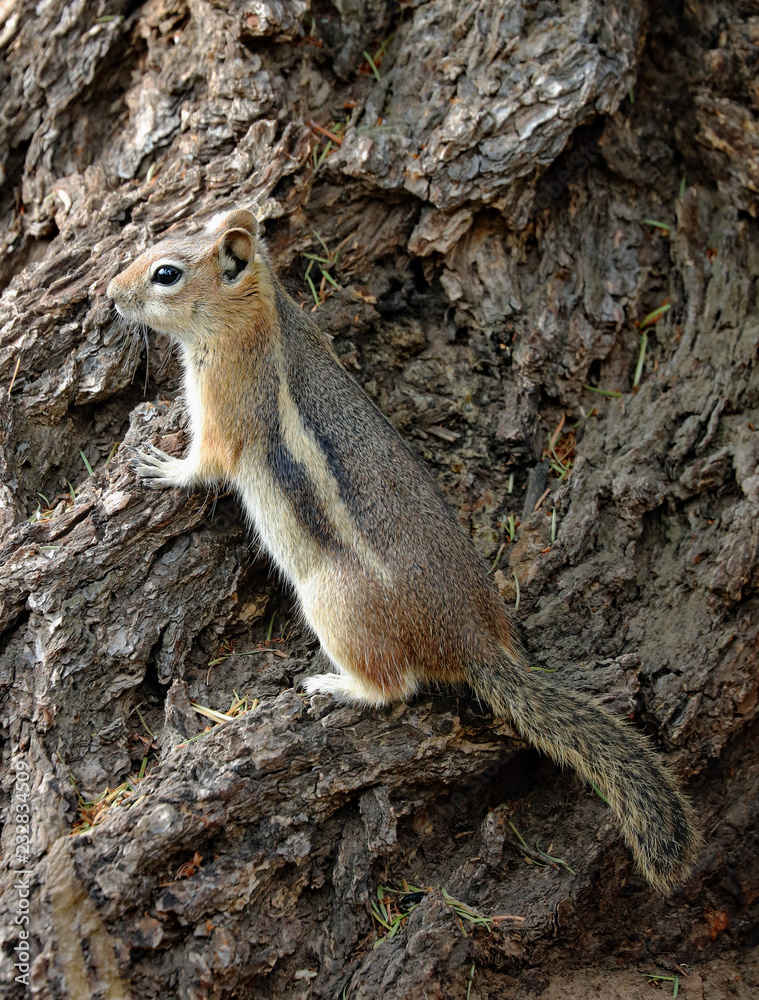 Fototapeta premium Squirrel