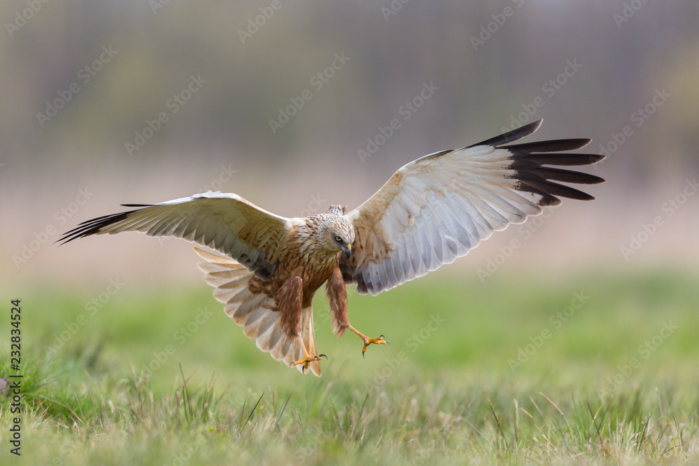 Birds of prey - Marsh Harrier (Circus aeruginosus), landing, Birds of prey - Marsh Harrier (Circus aeruginosus), landing,