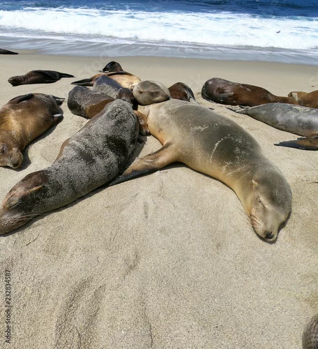 Obraz foki i lwy morskie