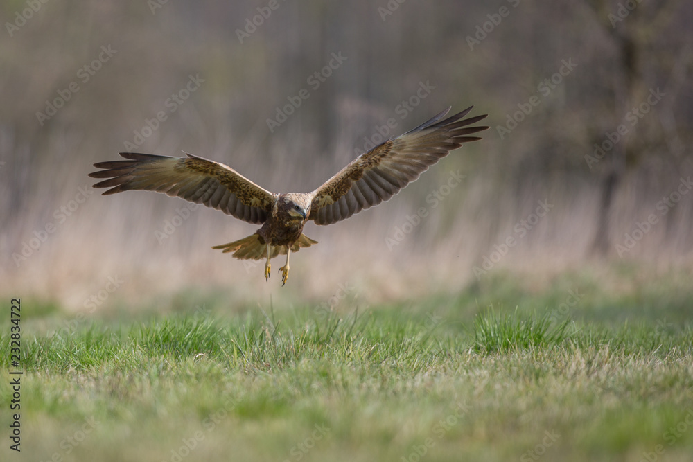 Obraz premium Birds of prey - Marsh Harrier (Circus aeruginosus), landing,