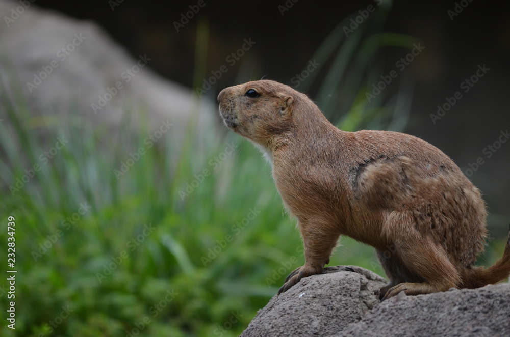 Naklejka premium Perrito de la pradera