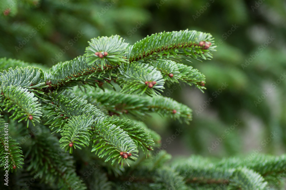 closeup of fir branch in christmas tree closeup of fir branch in christmas tree