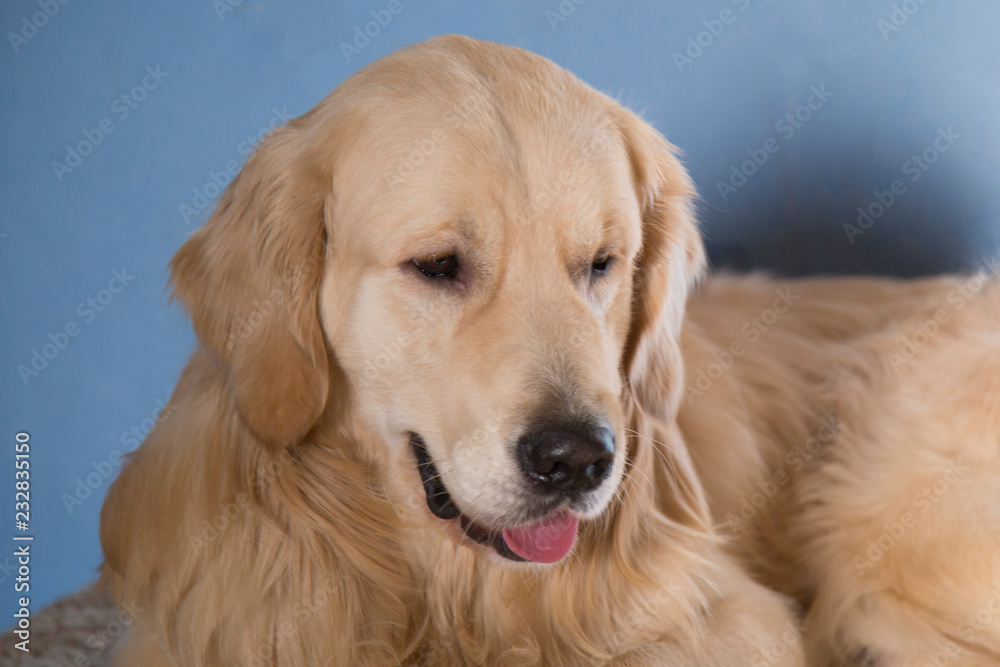 Portrait of a cheerful dog