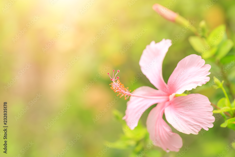 Pink Hibiscus flower green leaf in nature park close-up with sunlight for background or wallpaper Pink Hibiscus flower green leaf in nature park close-up with sunlight for background or wallpaper