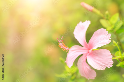 Pink Hibiscus flower green leaf in nature park close-up with sunlight for background or wallpaper