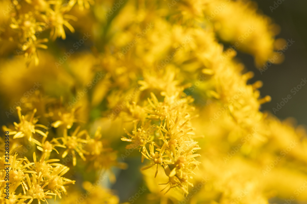 Flower of Canada goldenrod, Ibaraki Prefecture, Japan Flower of Canada goldenrod, Ibaraki Prefecture, Japan