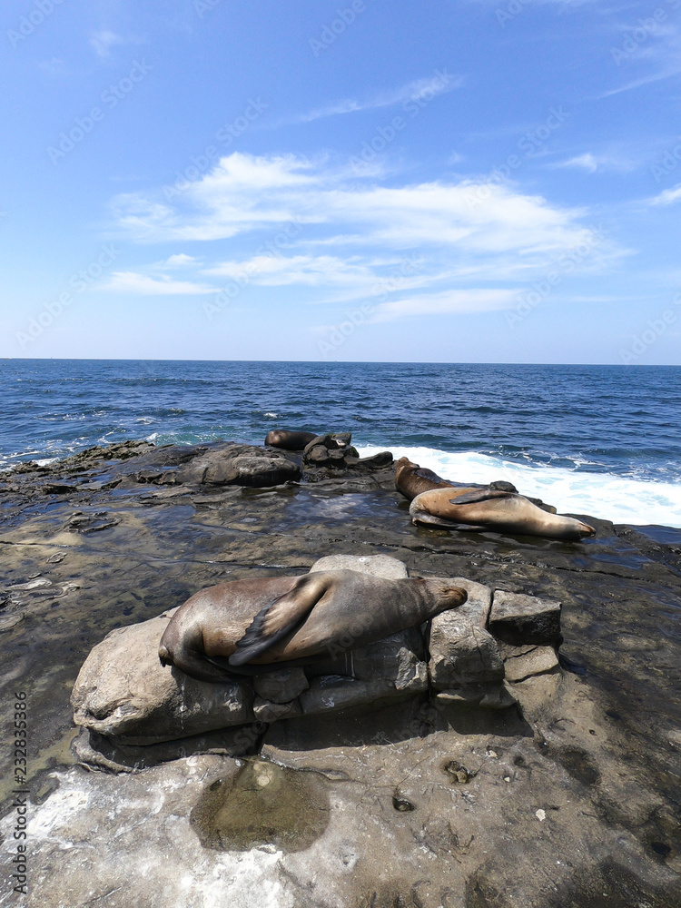 Fototapeta premium foki i lwy morskie