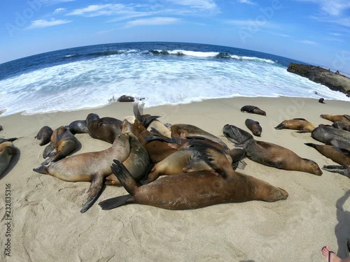 Obraz foki i lwy morskie