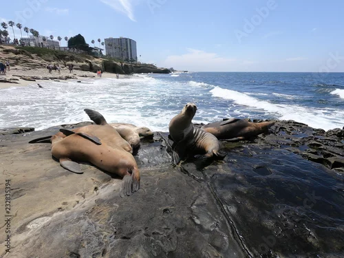 Obraz foki i lwy morskie