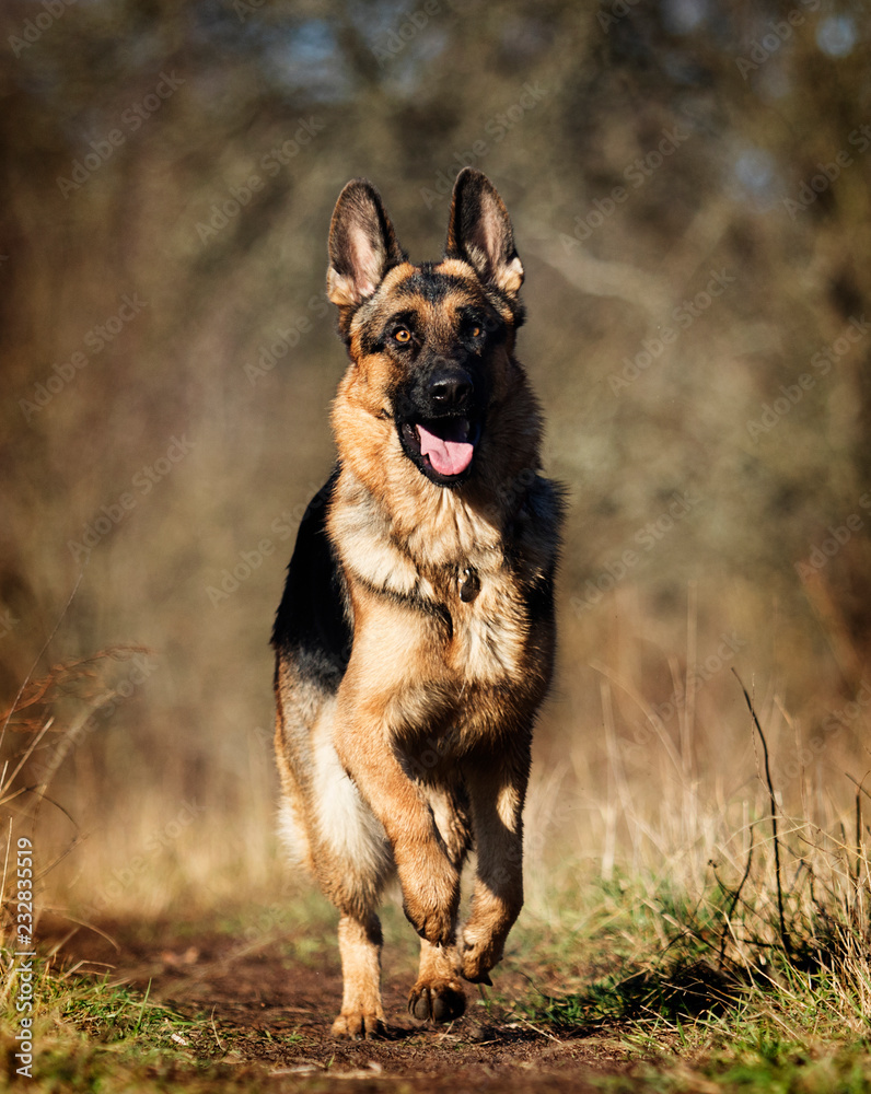 german shepherd dog outdoor