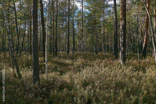 Coniferous bog forest in autumn