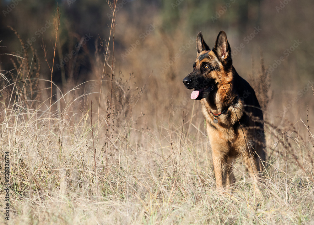 german shepherd dog outdoor german shepherd dog outdoor