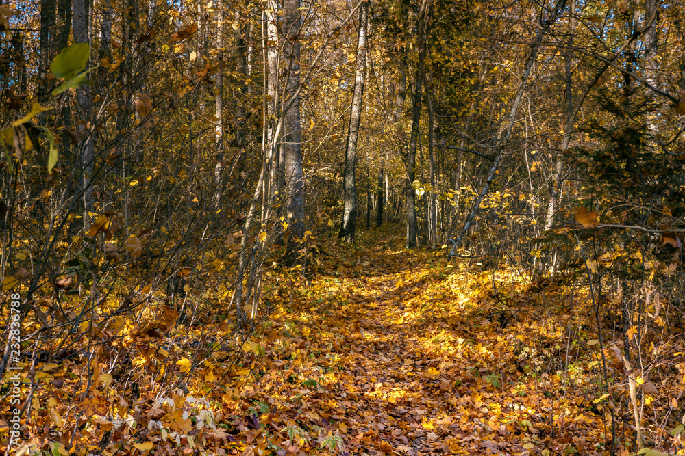 Obraz premium Yellow leaves fall to the in the autumn