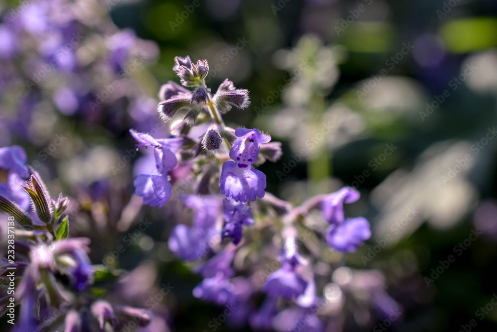 Obraz premium garden
