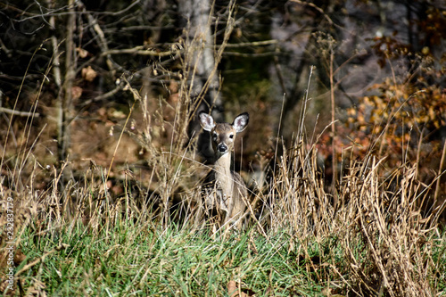 Young deer in the weeds in fall