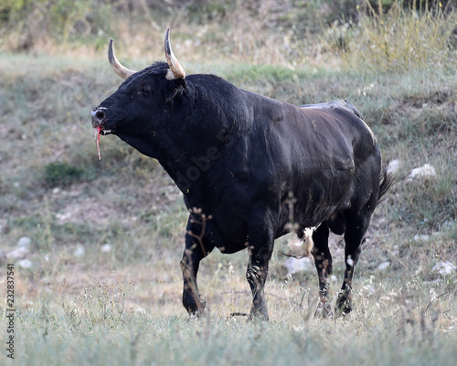 Fototapeta Naklejka Na Ścianę i Meble -  black bull in spain