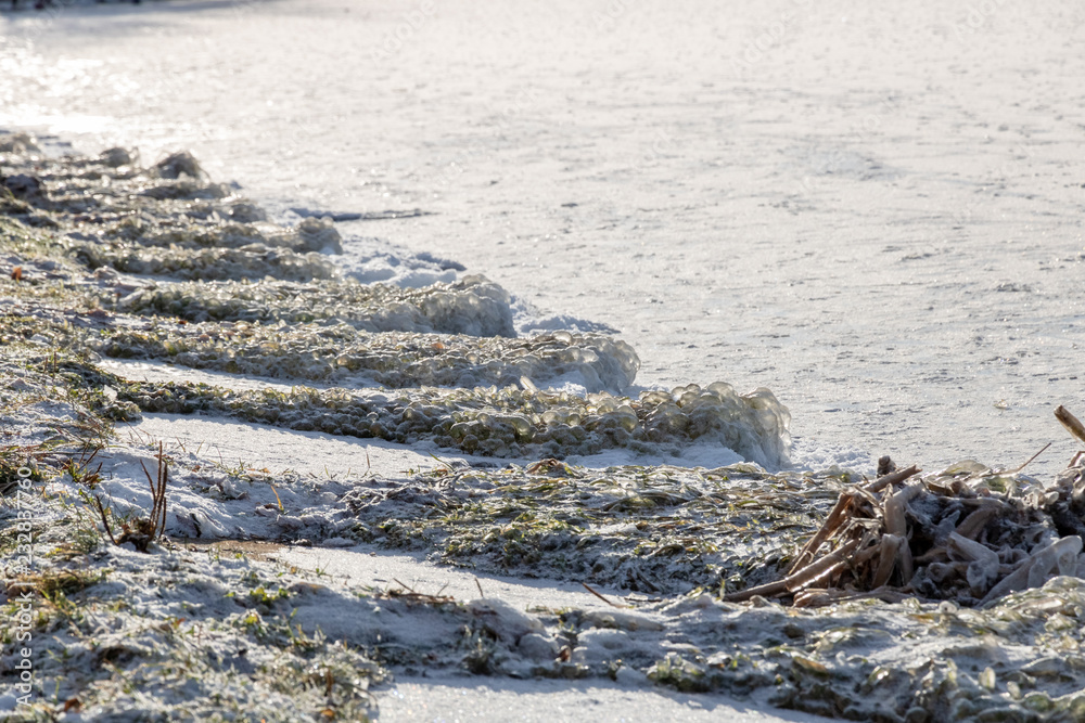 icy green grass on the lake shore