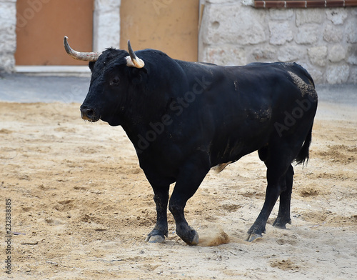 bull big in spain