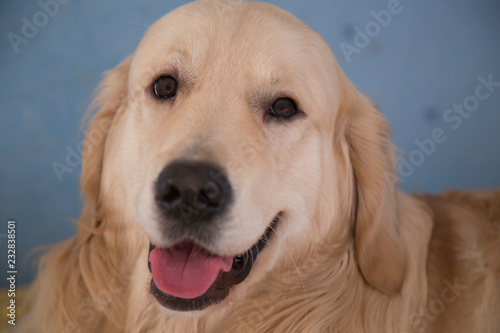 Fototapeta Naklejka Na Ścianę i Meble -  Portrait of a cheerful dog