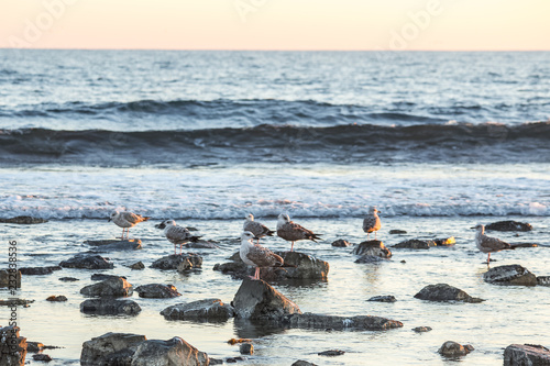 seagulls on the ocean © Ne_Tatiana