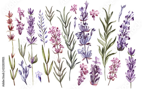 Set of watercolor lavender flowers on white background