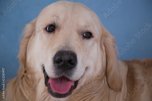 Portrait of a cheerful dog © Александр Поташев