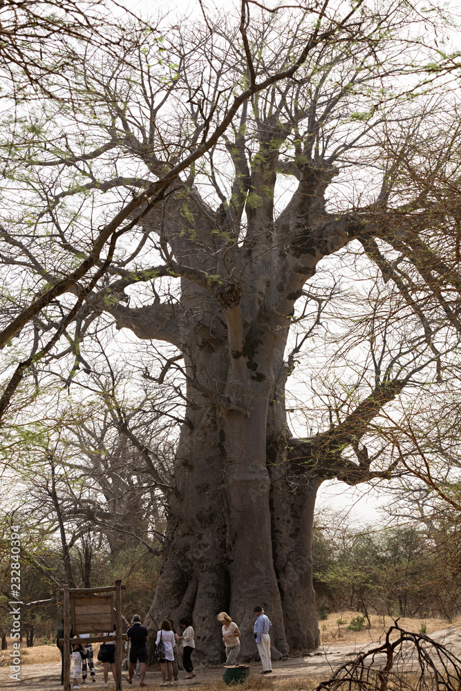 Grupo de gente alrededor de un baobab en Senegal. Grupo de gente alrededor de un baobab en Senegal.
