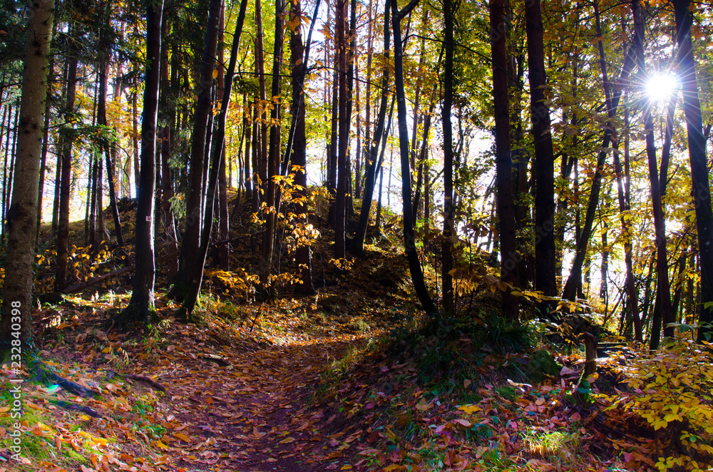 Herbstwald in den Vogesen nahe Riquewihr Herbstwald in den Vogesen nahe Riquewihr