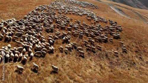 A flock of sheep grazing in the mountains 4K Drone