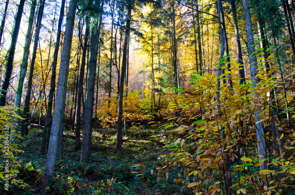 Herbstwald in den Vogesen nahe Riquewihr