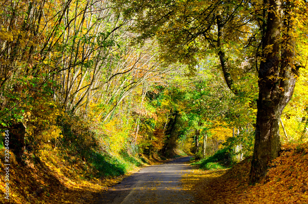Herbstwald in den Vogesen nahe Riquewihr