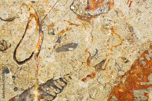 Cross section of limestone rock with fossils